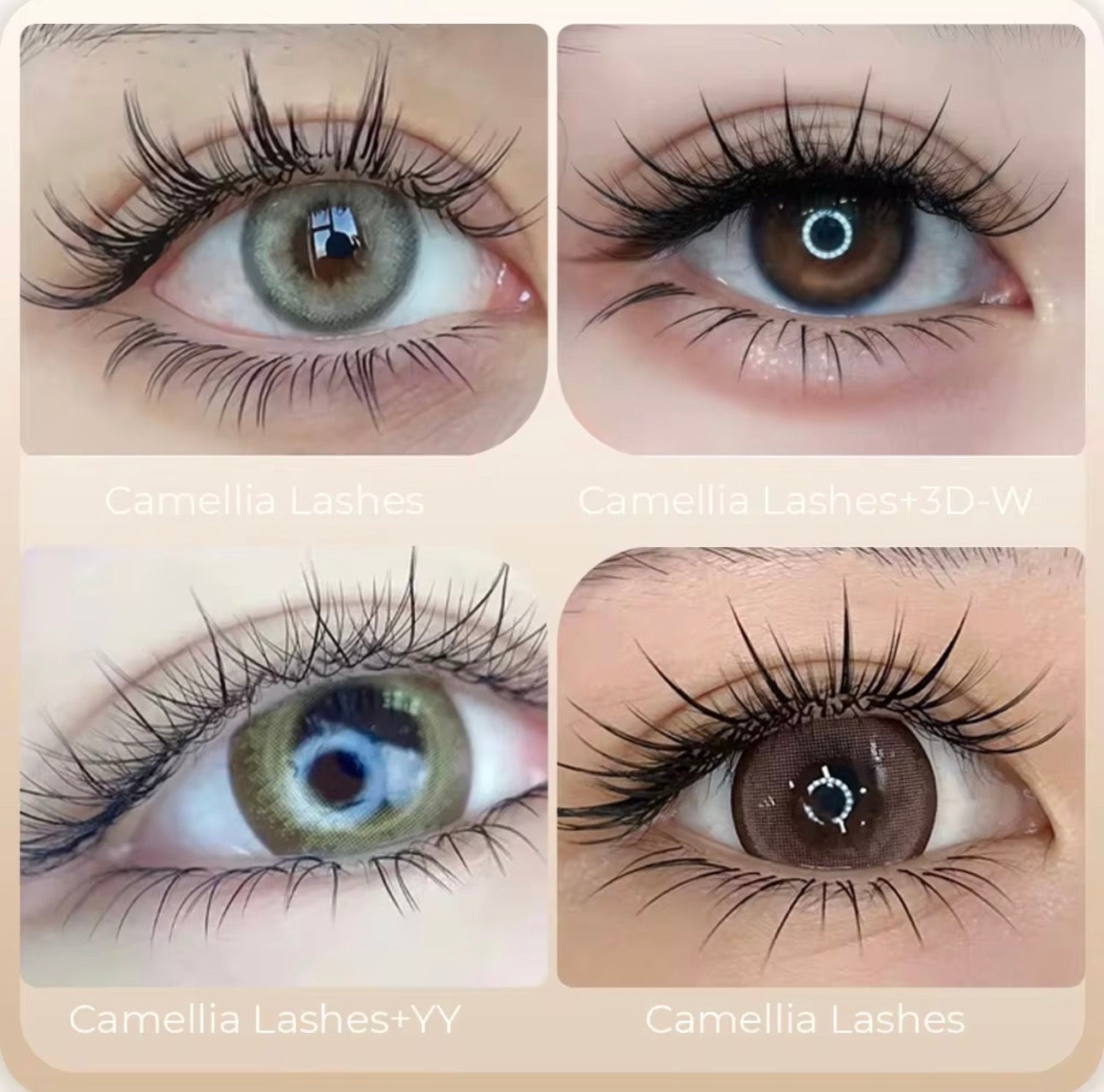 LJ curl camellia by magic lab